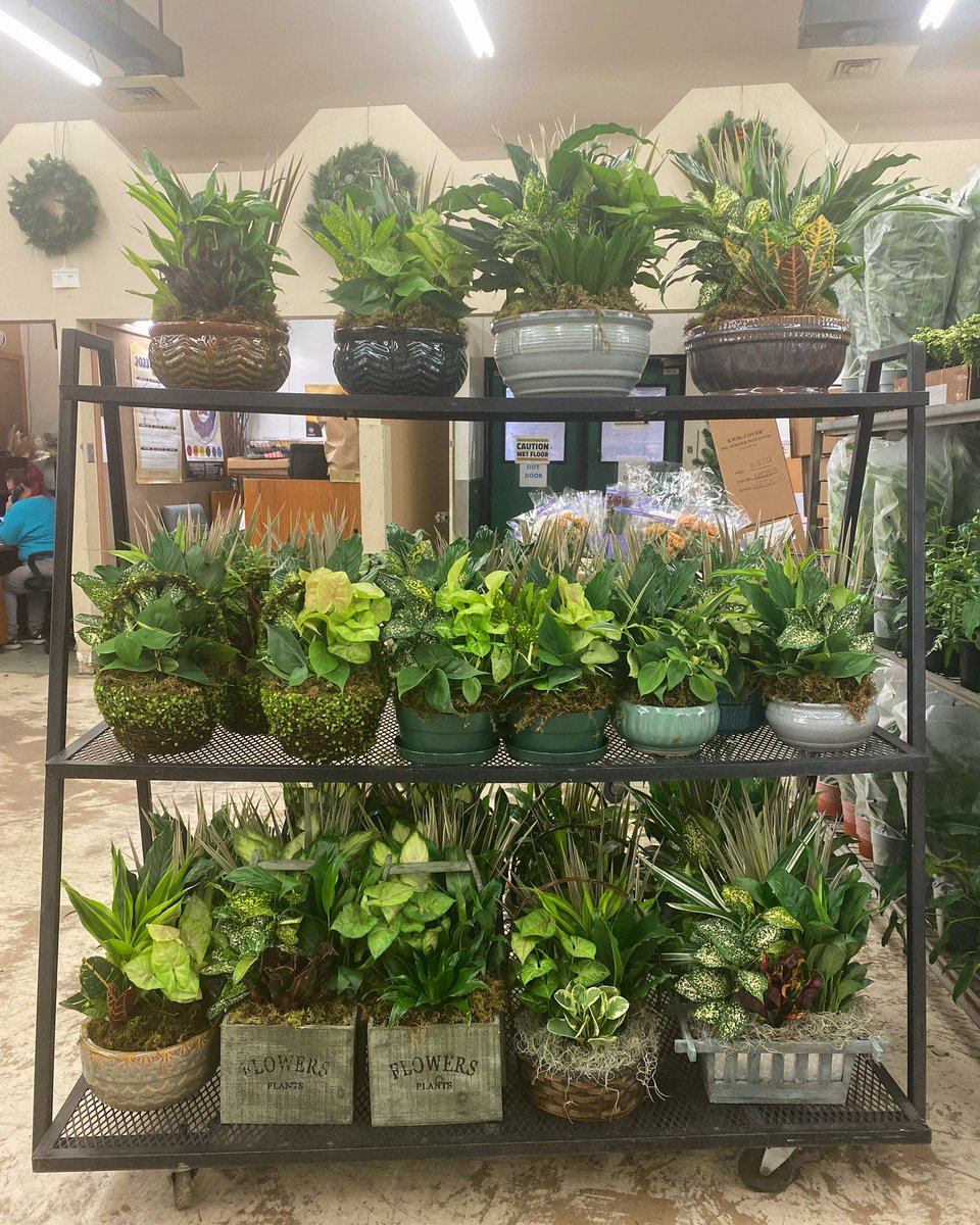 sofloco's tweet image. Dish Gardens @sofloco