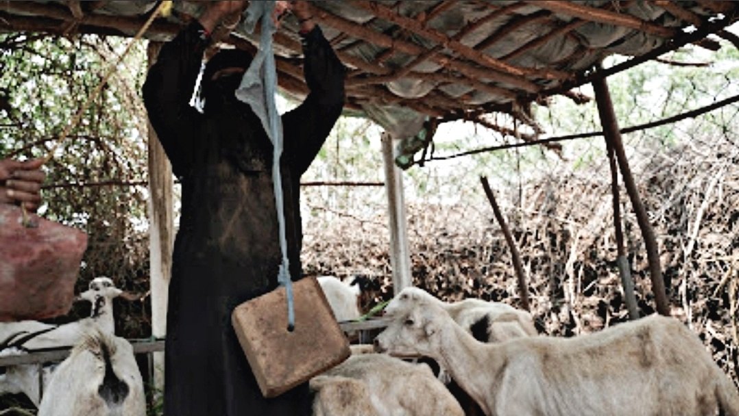 SFDYemen's tweet photo. 1,273 farmers of #RLDP project sounded adaptive to the provision w/ knowhow & technology to reduce vulnerability, increase food security, improve human health and nutrition, and ensure the sustainable management of natural resources.
Funding Agriculture=>building #Yemen's future https://t.co/T26HVdl8uf