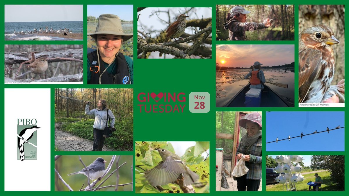 Today is #GivingTuesdayCA ! PIBO relies on the generosity of many to accomplish our mission. Please consider donating today to help fund our migration monitoring programs on Pelee Island. canadahelps.org/en/charities/b…