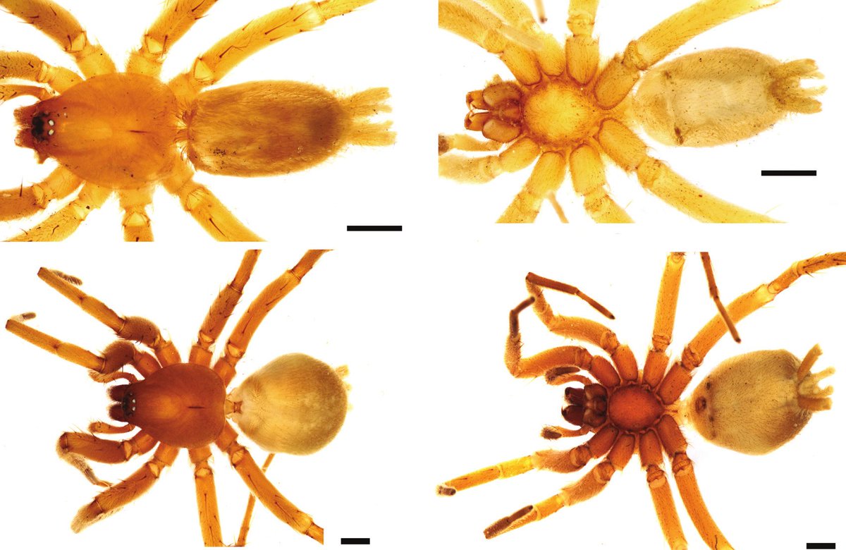 A new species to science! 
This spider, Australoechemus vickyae, was first seen on Ascension in 1957 but was not identified until this year. It is named after Vicky Wilkins, who is a long-standing #UKOT invertebrate conservationist.
👉bit.ly/48bKVCb
#smallislandBIGVISION