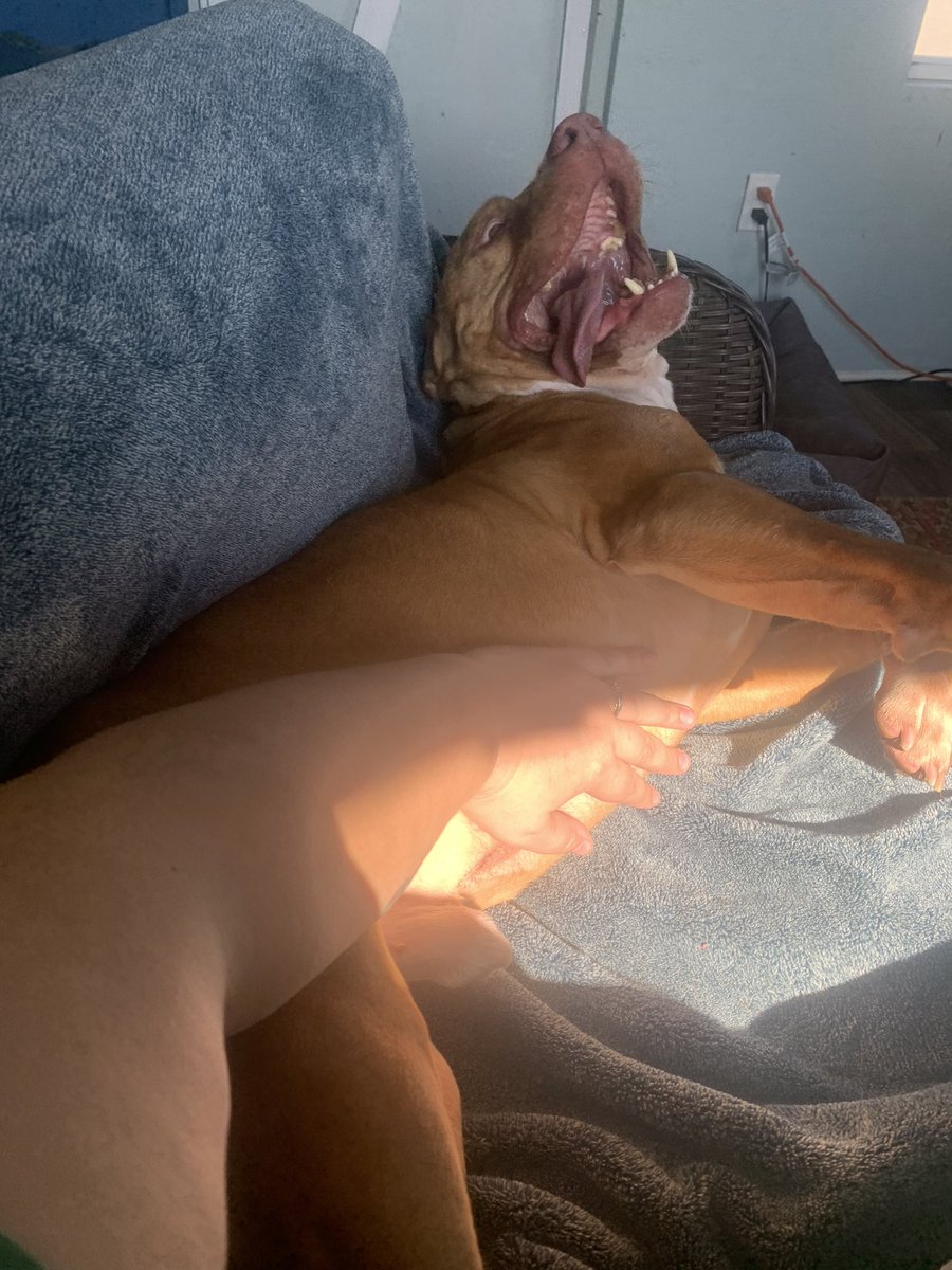 midgi32's tweet photo. Donations to the humane society where I work are being tripled today, by some generous sponsors! Help me help these little weirdo misfits that I love. https://t.co/HydLwG2BlA https://t.co/Kfx1LZNeR5
