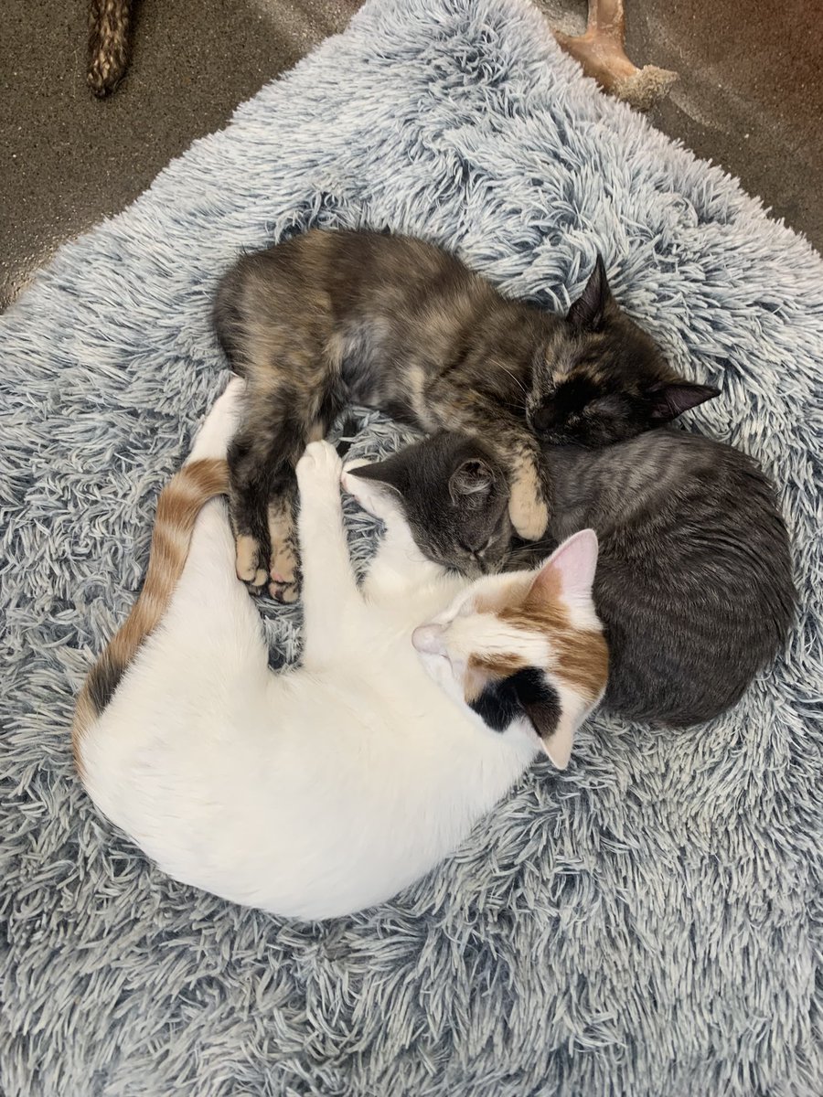 midgi32's tweet photo. Donations to the humane society where I work are being tripled today, by some generous sponsors! Help me help these little weirdo misfits that I love. https://t.co/HydLwG2BlA https://t.co/Kfx1LZNeR5