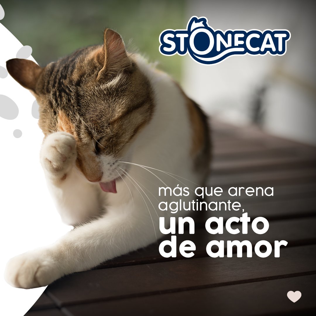 StonecatOficial's tweet photo. En la escala de #gatos 😹: ¿Cómo te sentís hoy? ¡Con Stonecat, los gatitos son pura felicidad! 🐾✨ #Stonecat #meme https://t.co/4MJNmepc7F
