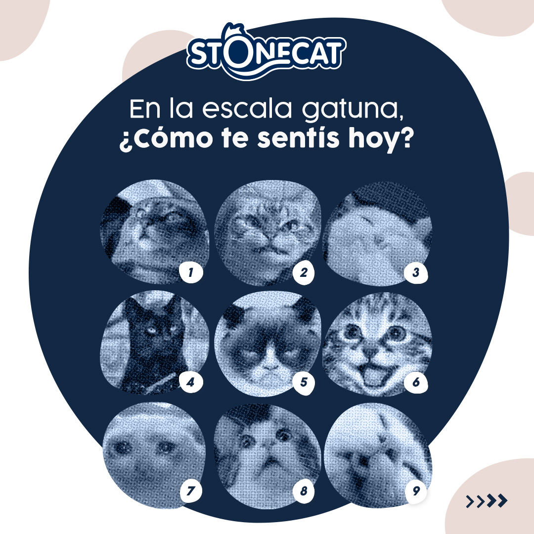 StonecatOficial's tweet photo. En la escala de #gatos 😹: ¿Cómo te sentís hoy? ¡Con Stonecat, los gatitos son pura felicidad! 🐾✨ #Stonecat #meme https://t.co/4MJNmepc7F