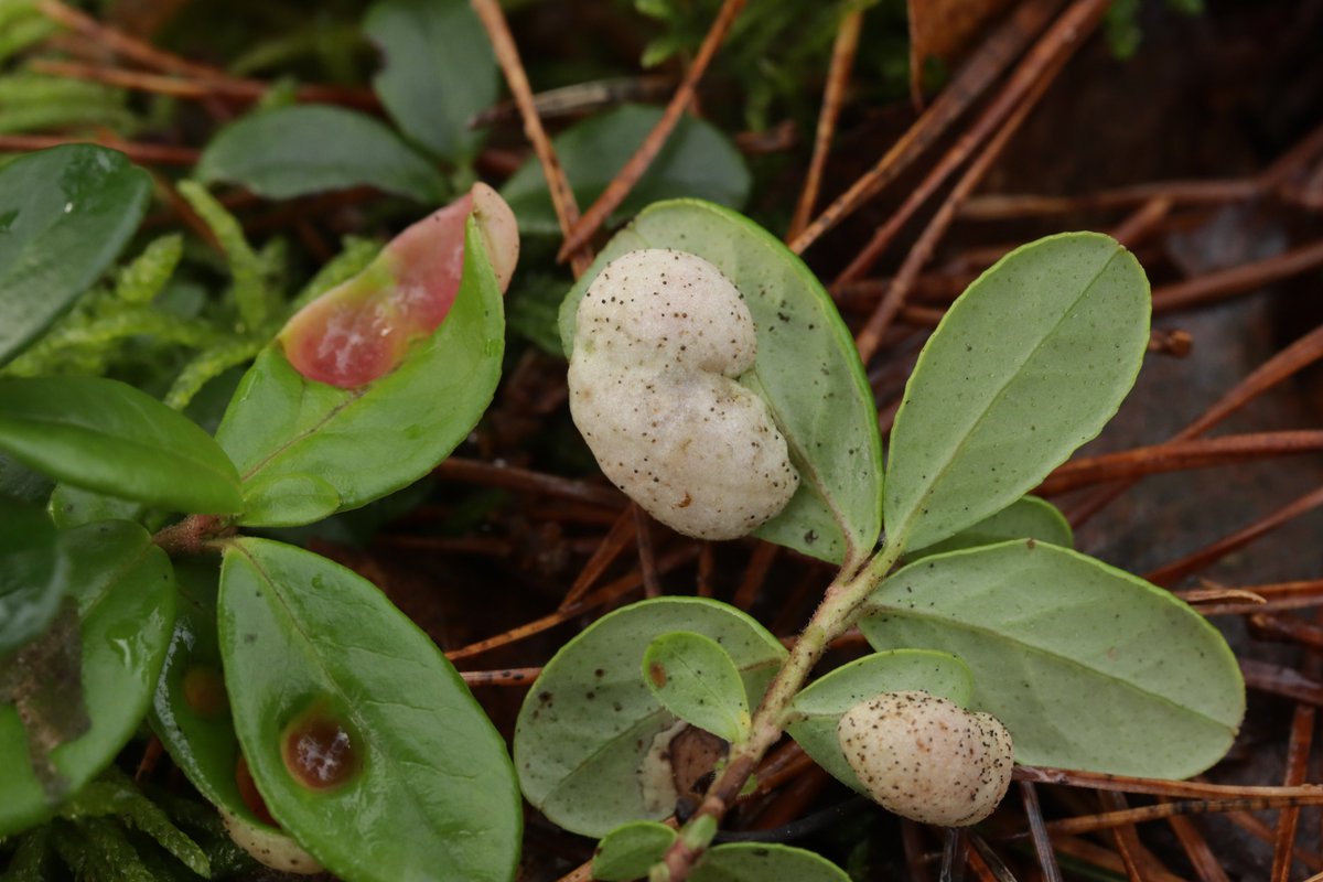 RPilze's tweet photo. Exobasidium vaccinii ex Vaccinium vitis-idaea
#Vacciniumvitisidaea #Vaccinium #Preiselbeere #cowberry #Airellerouge #mirtillorosso #arándanorojo
#Exobasidiumvaccinii #Exobasidium #PreiselbeerNacktbasidie #smut #smutfungus #Brandpilz #Brand #fungus #fungi #pilz #pilze #nature https://t.co/4N4cNYKHfF