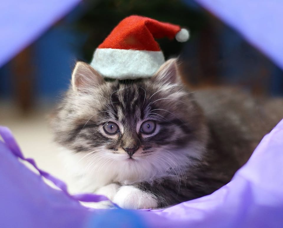 Another kitten in a very cute Santa hat! This mischievous one was Mouse who assaulted the Christmas tree in her foster home numerous times last year. 🎄 Poor tree. We wonder if the same will happen again this year?? 🤣 #15DayTillChristmas