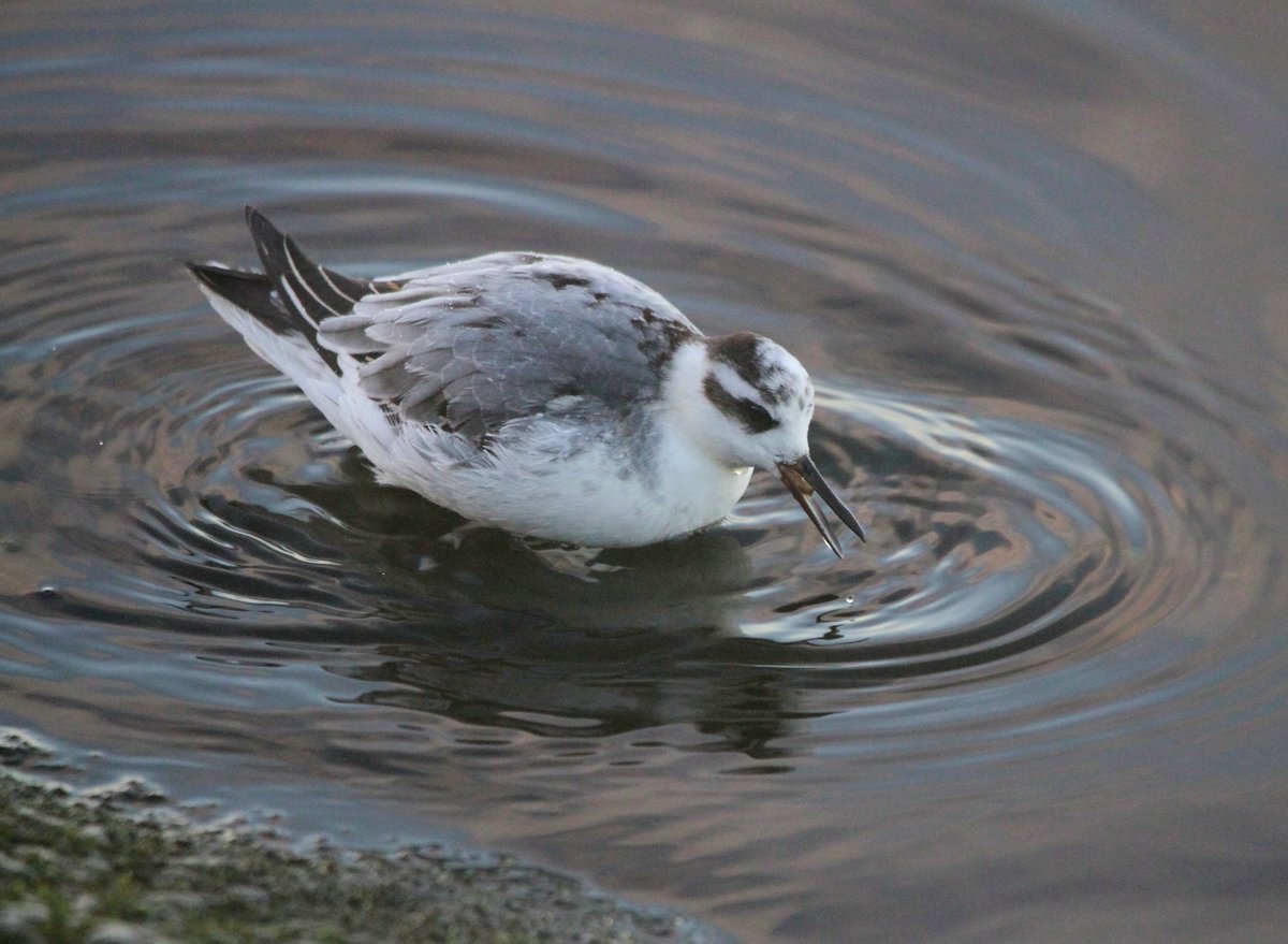 Grey Phalarope this morning at King George V Reservoir, Chingford (permit only). It showed superbly along the east bank of the north basin. #londonbirds