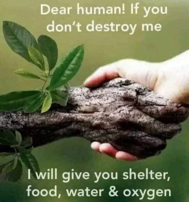 GuySouthaustin's tweet image. #TreesPlease