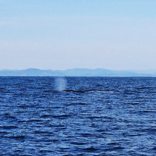 Marie Treibert tweet media