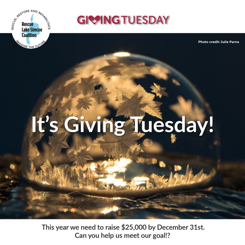 RLSC_Watershed's tweet photo. This year we need to raise $25,000 by December 31st. Can you help us meet our goal!? Find out how you can donate, or buy beautiful Lake Simcoe cards & posters here https://t.co/DXfz4GK0fa
#GivingTuesday #SimcoeLake #FishingLakeSimcoe #Georgina #Donate #SaveLakeSimcoe https://t.co/NP2izsEZrR