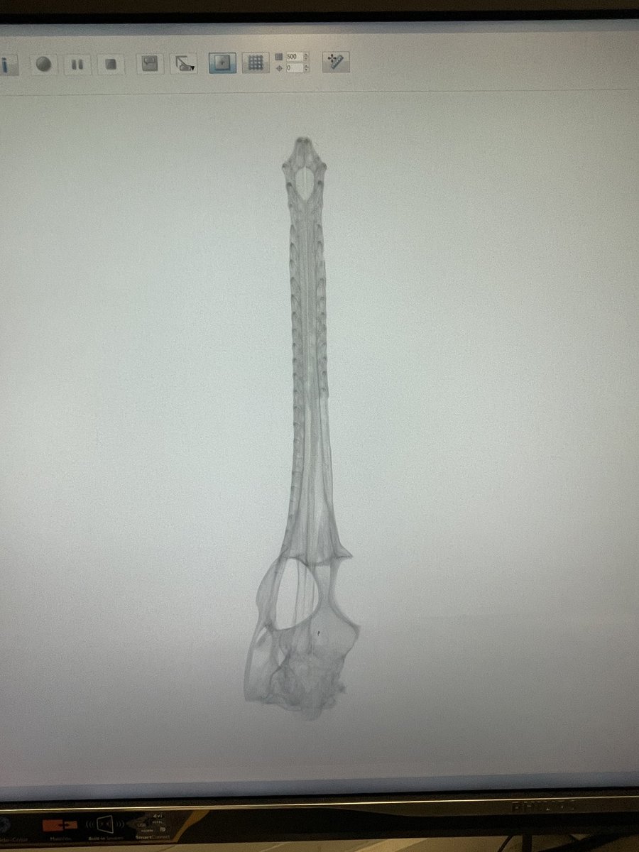 CT scanning @GrantMuseum ‘s smaller gharial skulls today @CIA_UCL. The smallest one will be digitally reconstructed to make it whole again. #3Dprint