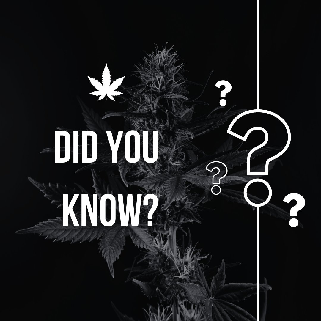 HighPeaks46's tweet photo. Uruguay led the green wave, making cannabis legal to grow and consume since 2013! 🌿🇺🇾 A pioneer in embracing the plant's potential. #UruguayGreen #CannabisFirst #HighPeaks https://t.co/bvw9BWG0GY