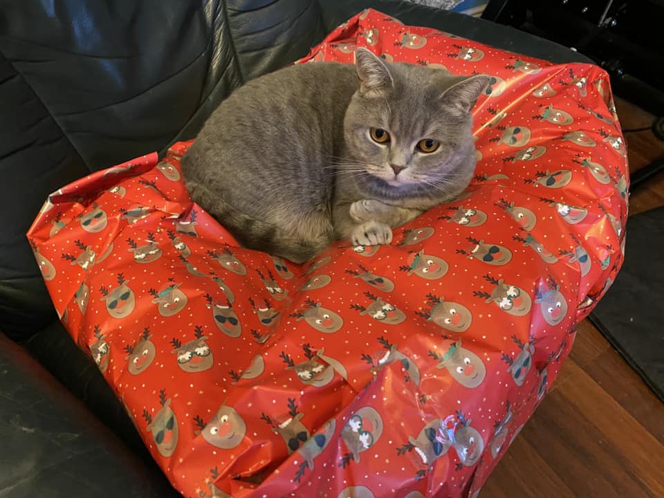 Have you got your cat/kitten anything for Christmas yet? Taema Toots got a new bed! We think she guessed what it was before the big day....🎁 #16DaysTillChristmas