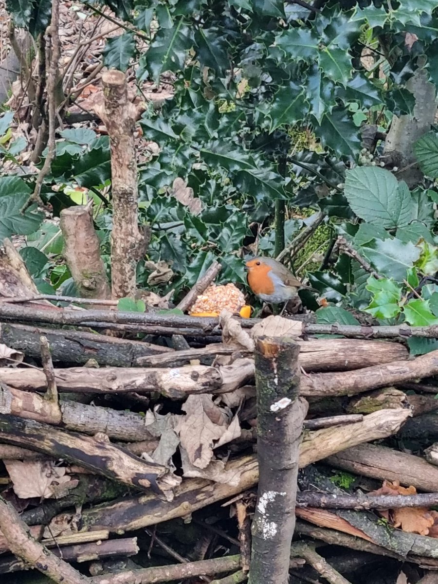 Robin definitely appreciated the bird feeders we made last week at our #EIT #greensocialprescribing group. Happy birds 🙂
@NicolaInnes11 @PennineCareNHS