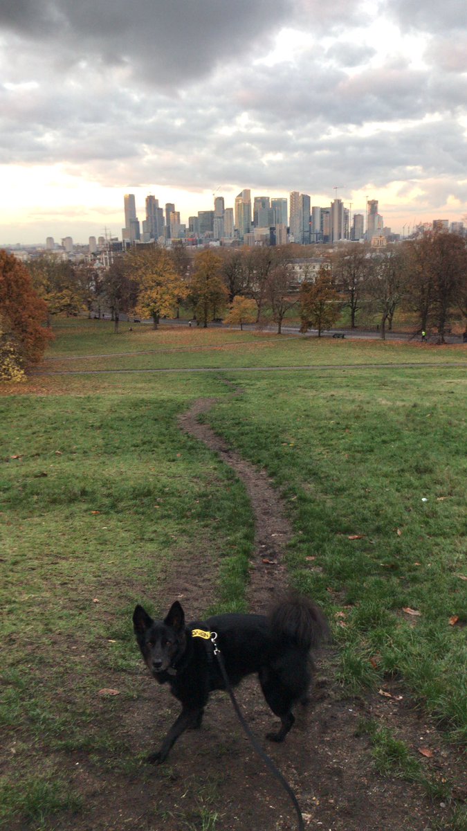 currently in progress: - book edits 📖 ✍️ - autumnal dog walks 🐕 🍂