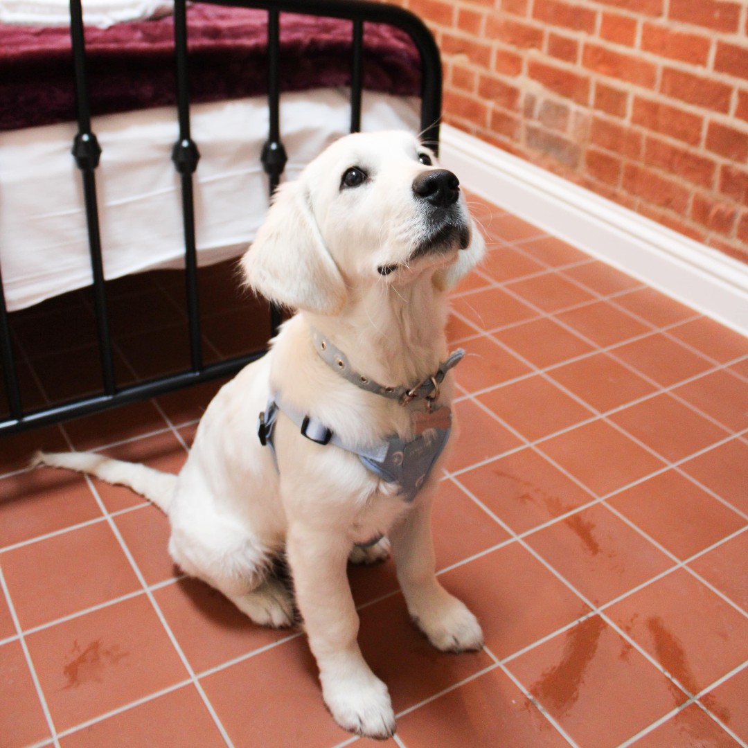 Making special moments for both two and four-legged guests 🐾🐶

#royaltunbridgewells #visitkent #staycation