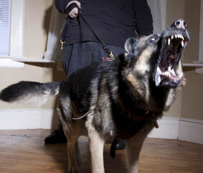 ABCsofDogT's tweet image. Our tailored dog behavior modification plans address specific issues, ensuring a personalized approach that gets to the root of the problem. Check out our website for more information!

#DogBehaviorModification #Queens bit.ly/3G1mLOW