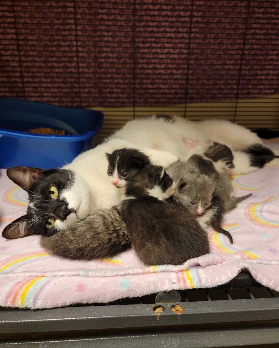 It's #GivingTuesday! Take time to imagine a world built from radical generosity. Helping one person might not change the world, but could change the world for one person, and every donation helps create a world where every cat is warm and happy

Donate at facebook.com/donate/2565585…