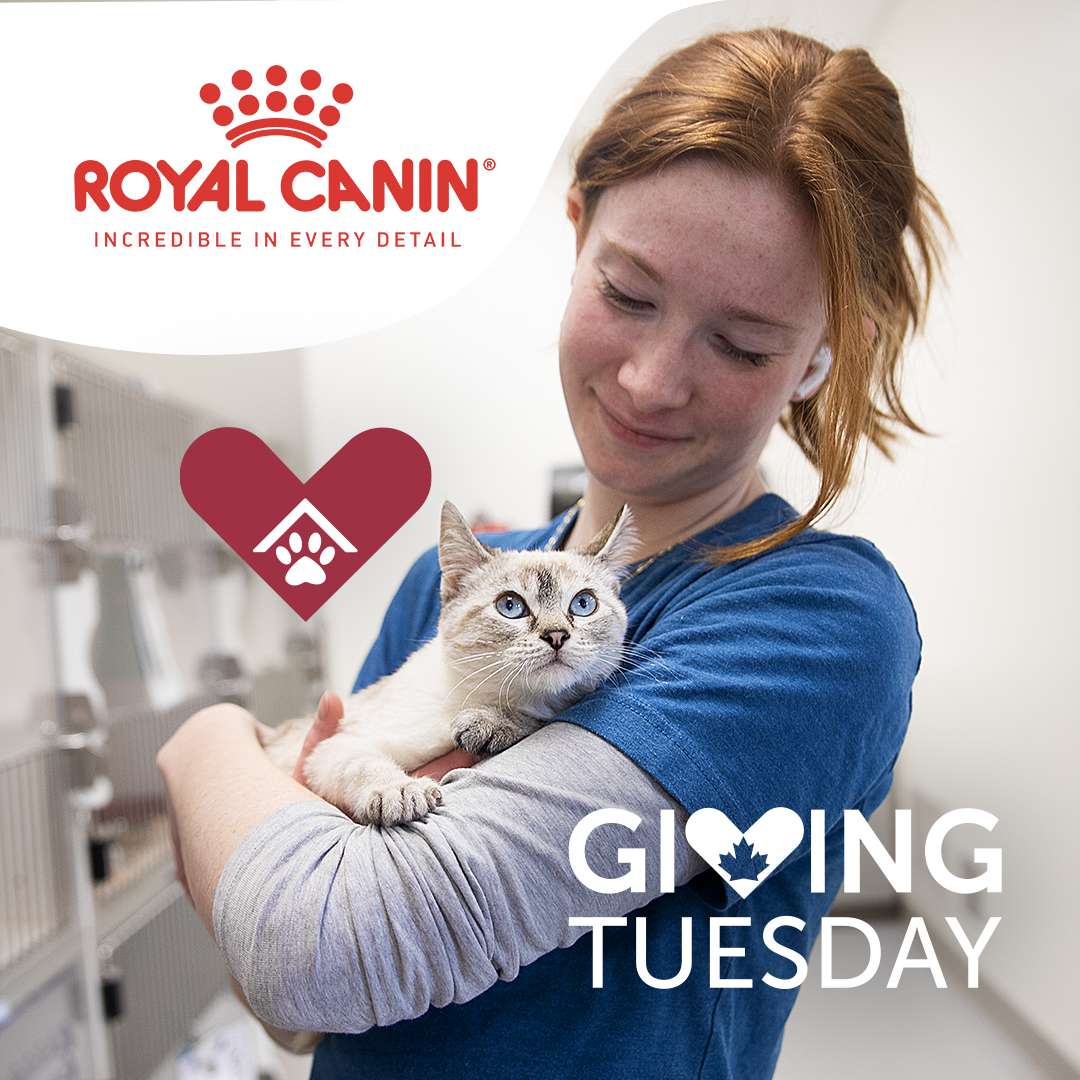 CalgaryHumane's tweet photo. 🚨 It’s GivingTuesday, and we need your help! 🚨Donations today will be matched by Royal Canin and an anonymous donor! Don’t miss your chance! 

Donate today! https://t.co/IakcUaHqST

#GivingTuesday #DonateToday #YYC #Calgary #Alberta #Charity #Non-Profit #Fundraising https://t.co/xW4fyWBYJN