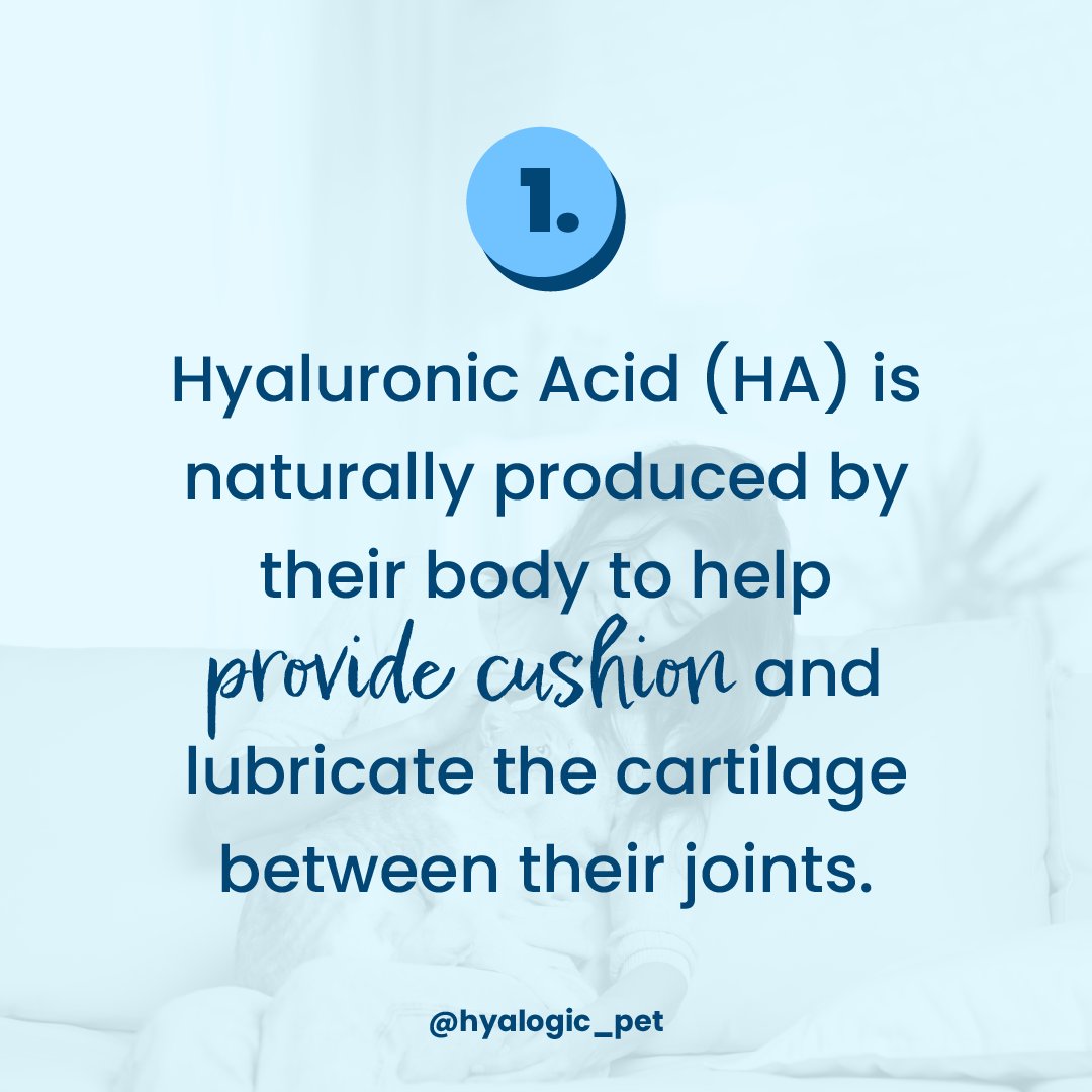 HyalogicHA's tweet photo. Cats, dogs, and horses, oh my! 🤯

(Re)Introducing the Hyalogic Animal Health line. We offer Hyaluronic Acid joint health supplements for dogs, cats, and horses, as well as a coat conditioner for your furry friend. 

Shop our NEW website at https://t.co/HiiHr9H28d. https://t.co/LUeFAAE2si