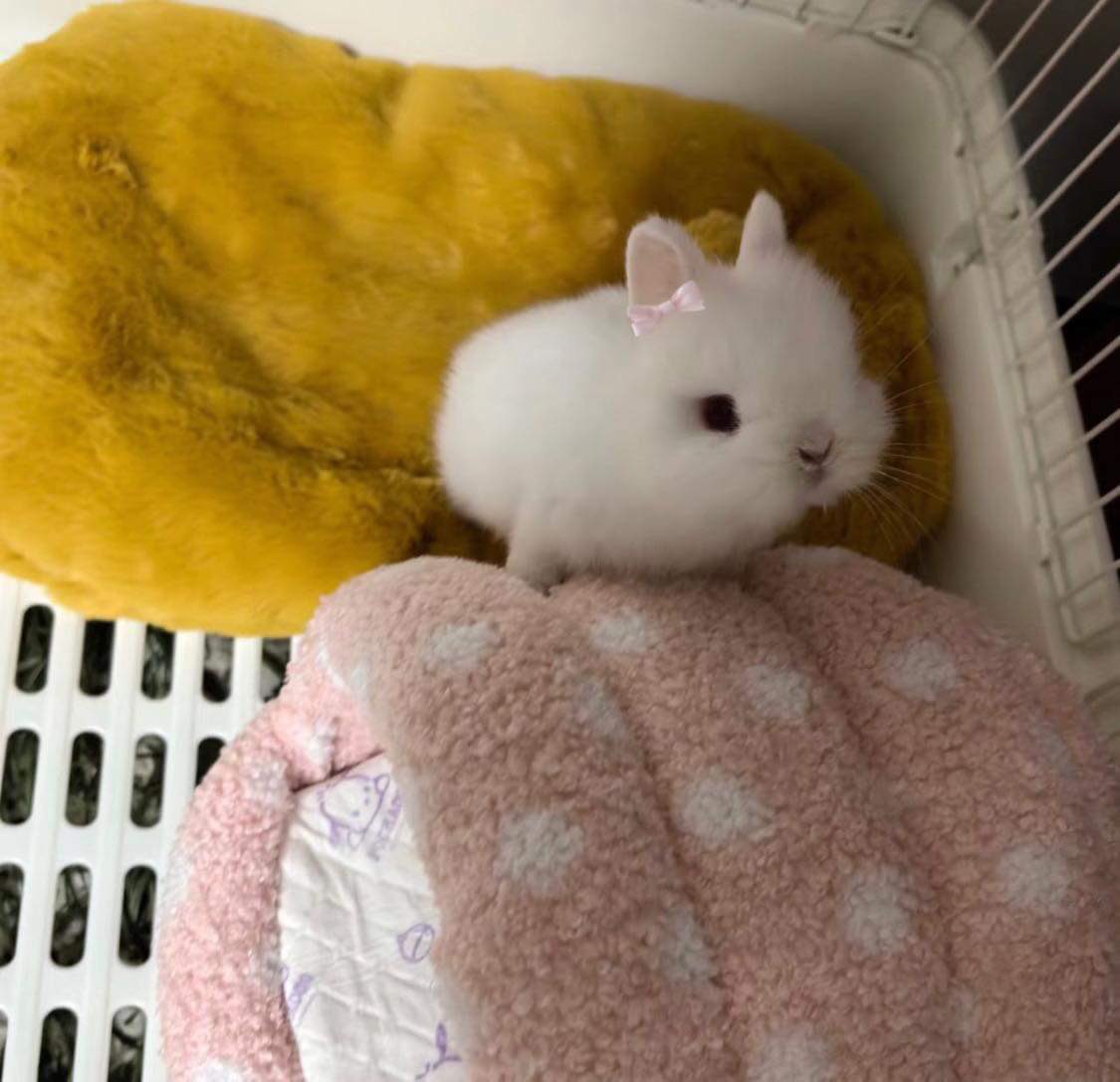 bunnieswbows's tweet photo. https://t.co/8U9p0zFo10