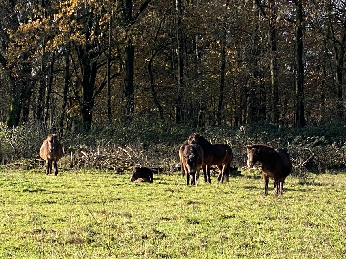 Vanochtend met <a href="/KristianMetEenK/">Kristian Westerveld</a> en nieuwe #podwalk #Stuifmail <a href="/omroepbrabant/">Omroep Brabant</a> opgenomen. Dit keer hebben we het prachtige #natuurgebied <a href="/DeMaashorst/">Bezoek de Maashorst</a> bezocht. Er viel weer veel te vertellen over de natuur maar ook over mijn jeugd daar. <a href="/VisitBrabantCB/">VisitBrabant</a> <a href="/VanGoghNP/">Van Gogh Nationaal Park</a> <a href="/Brabant/">Provincie Noord-Brabant</a> deel 2