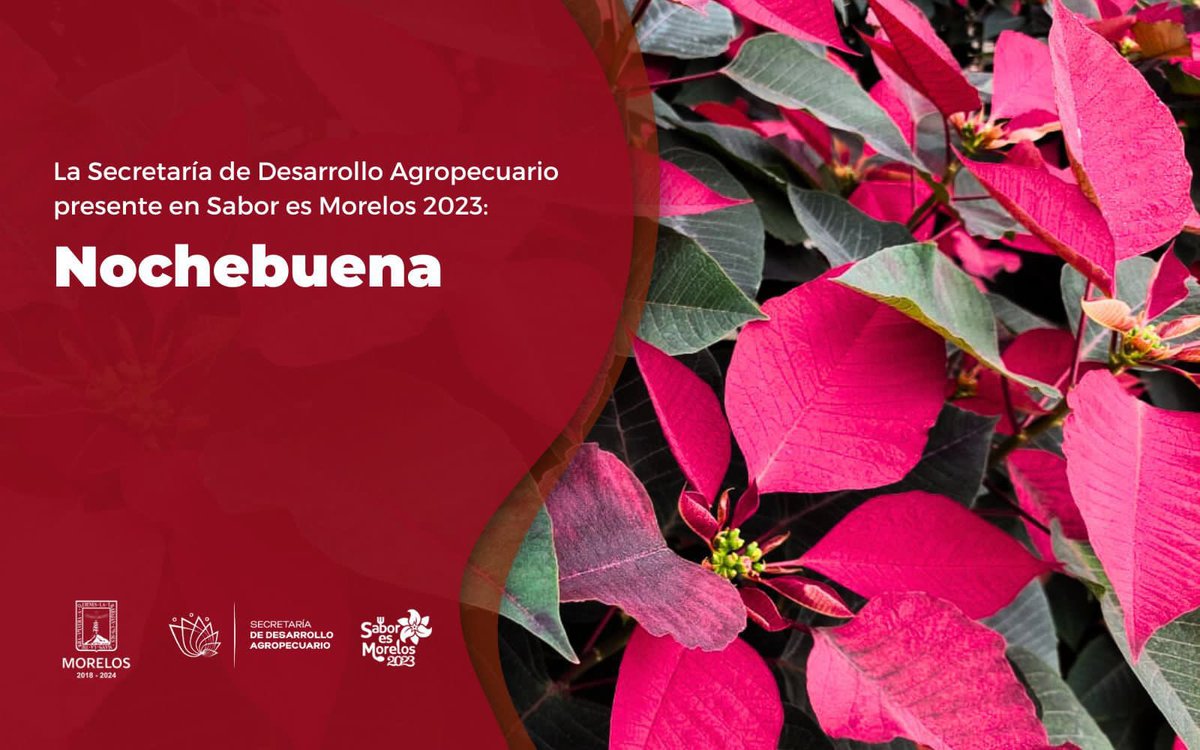 El campo morelense presente en <a href="/saboresmorelos/">Sabor es Morelos</a> 2023 

Este 2 y 3 de diciembre diversos productos directos del campo estarán en el corredor gastronómico en la calle Hidalgo del Centro de Cuernavaca.