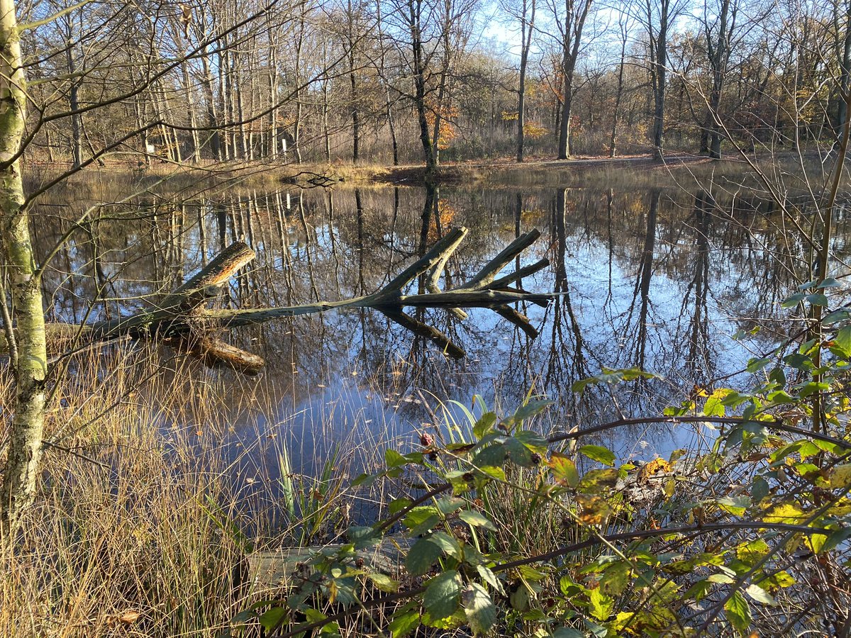 Vanochtend met <a href="/KristianMetEenK/">Kristian Westerveld</a> en nieuwe #podwalk #Stuifmail <a href="/omroepbrabant/">Omroep Brabant</a> opgenomen. Dit keer hebben we het prachtige #natuurgebied <a href="/DeMaashorst/">Bezoek de Maashorst</a> bezocht. Er viel weer veel te vertellen over de natuur maar ook over mijn jeugd daar. <a href="/VisitBrabantCB/">VisitBrabant</a> <a href="/VanGoghNP/">Van Gogh Nationaal Park</a> <a href="/Brabant/">Provincie Noord-Brabant</a>