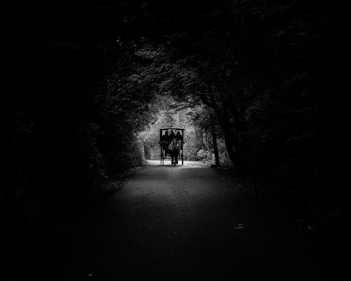 Jaunting car going through a tree tunnel in Killarney National Park

#discoverkerry #killarneynationalpark