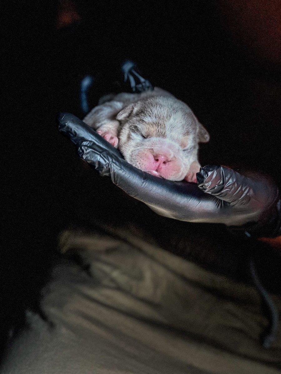 RUNITUP_22's tweet photo. My first creation what y’all think?
$elfmadeProductionzKennels
#AKCRegistered
#Exotic
#Mini
#LilacTriMerle
🏆 WORLD FAMOUS BLOODLINE https://t.co/Cog0kbdS4E