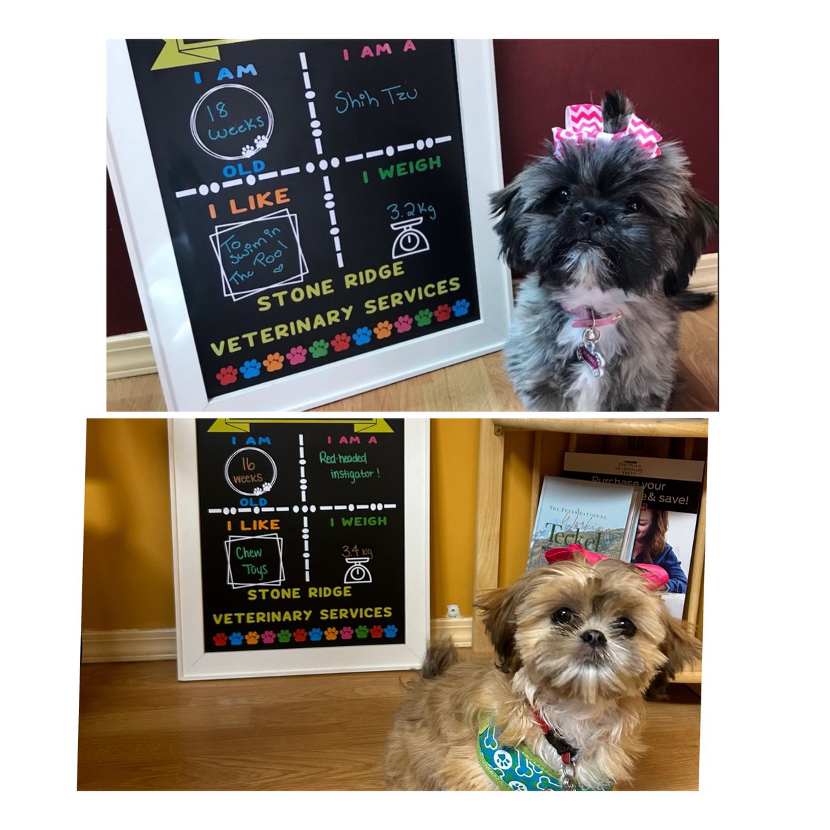 Redlion44's tweet image. My two sweet girls.  Maybel and Dotty