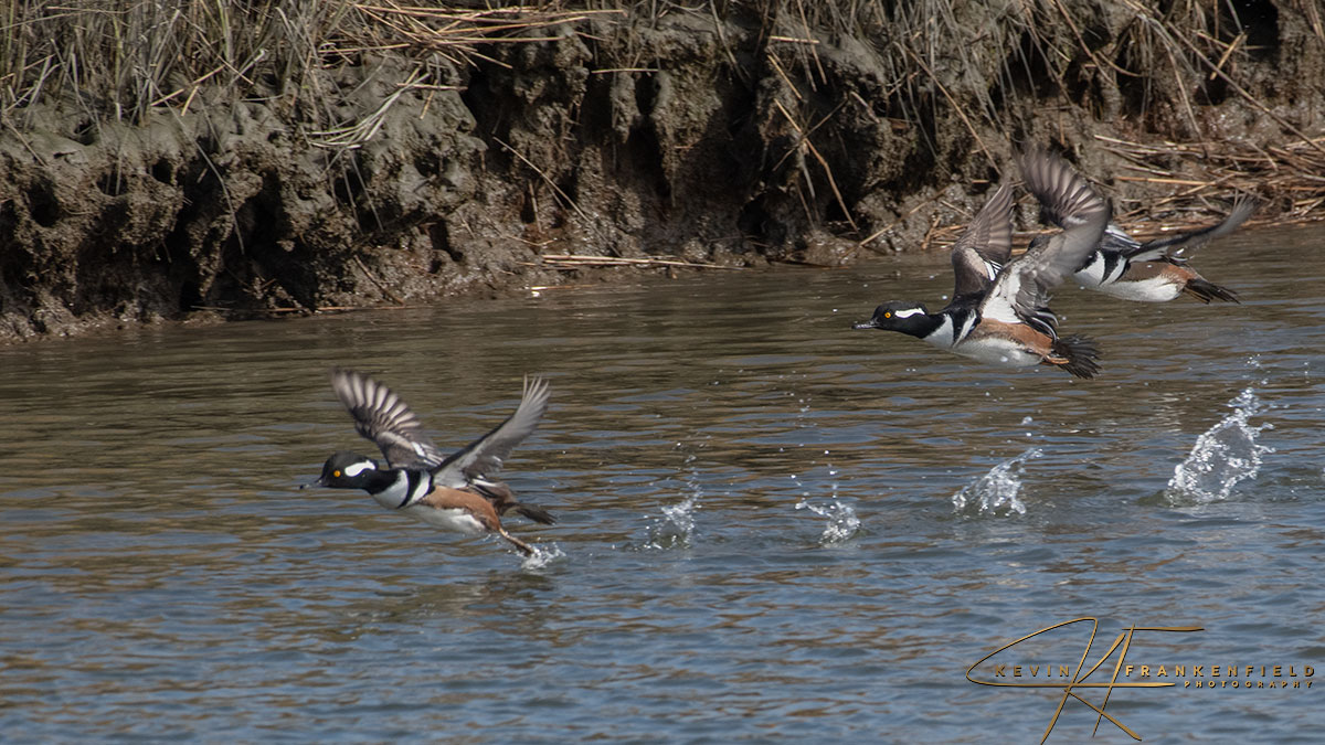 Taking off: #birdphotography #birding #birdwatching #NaturePhotography #wildlifephotography #BirdsOfTwitter