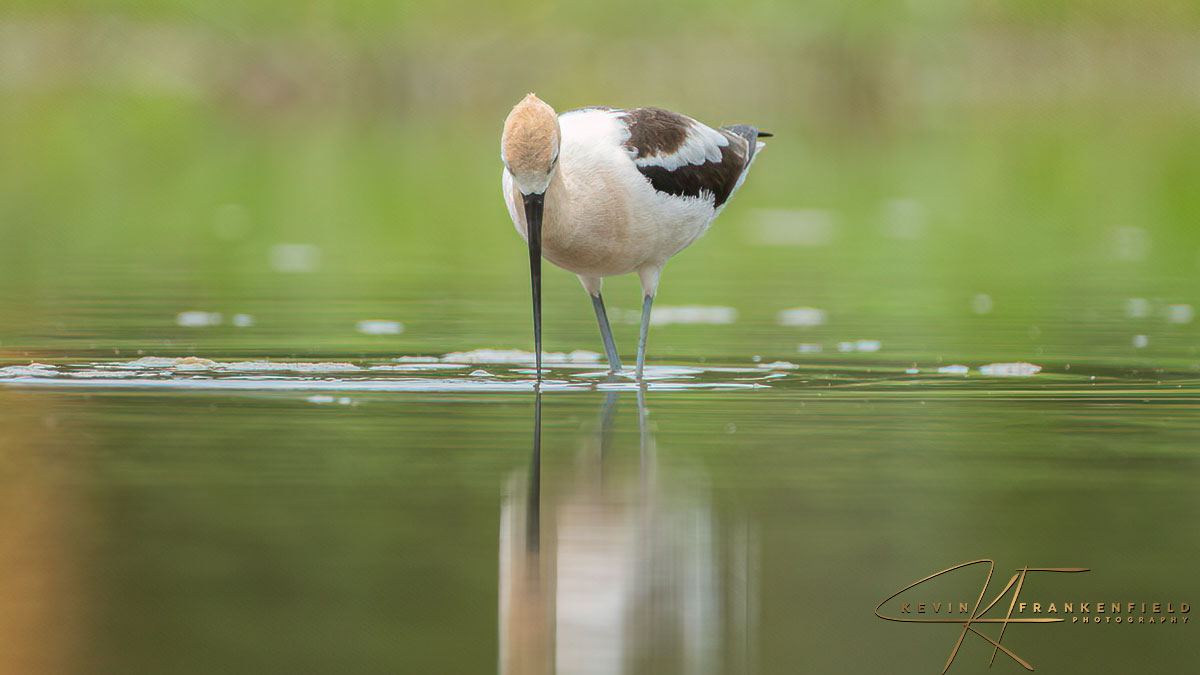 #americanavocet #birding #birdphotography #birdwatching #NaturePhotography