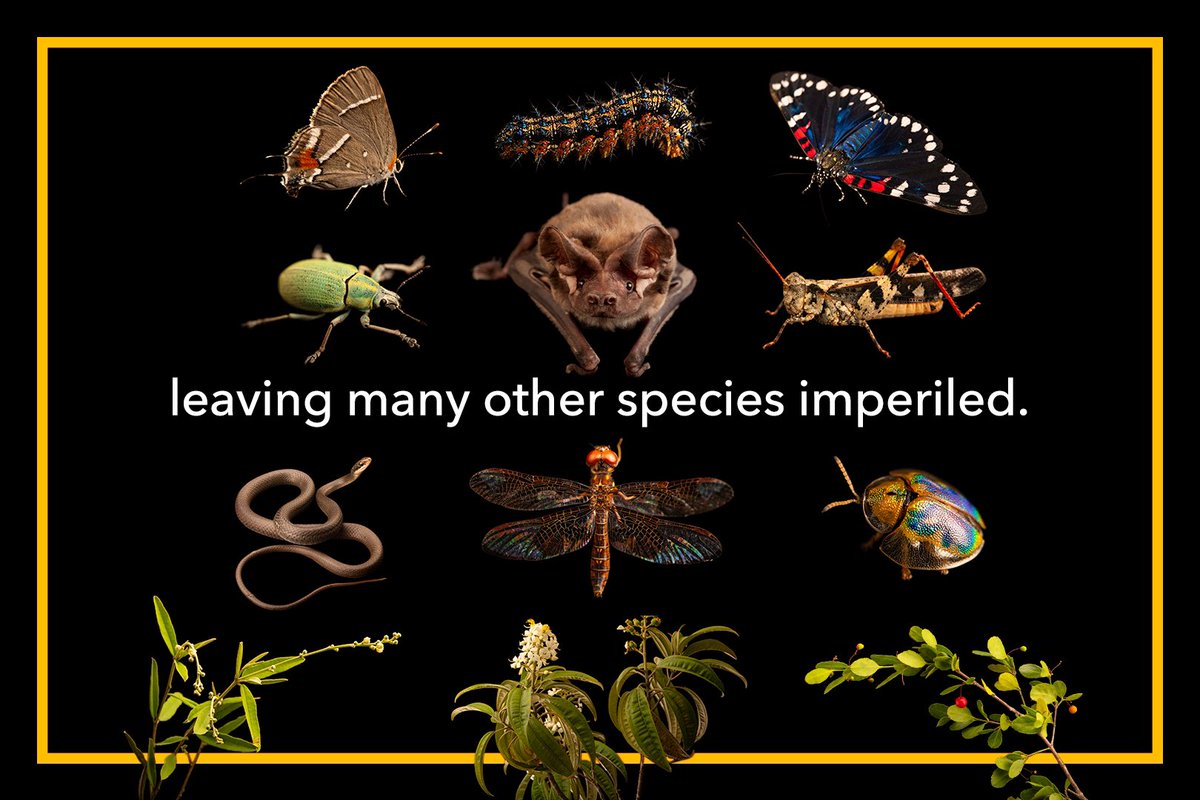 joelsartore's tweet photo. I am thrilled to introduce the 15,000th species to join the Photo Ark - the Miami tiger beetle. Swipe and click the link to learn more about this incredible species I photographed at Pine Rocklands.

https://t.co/puTHO2UMER https://t.co/Vq0XcVb5zY