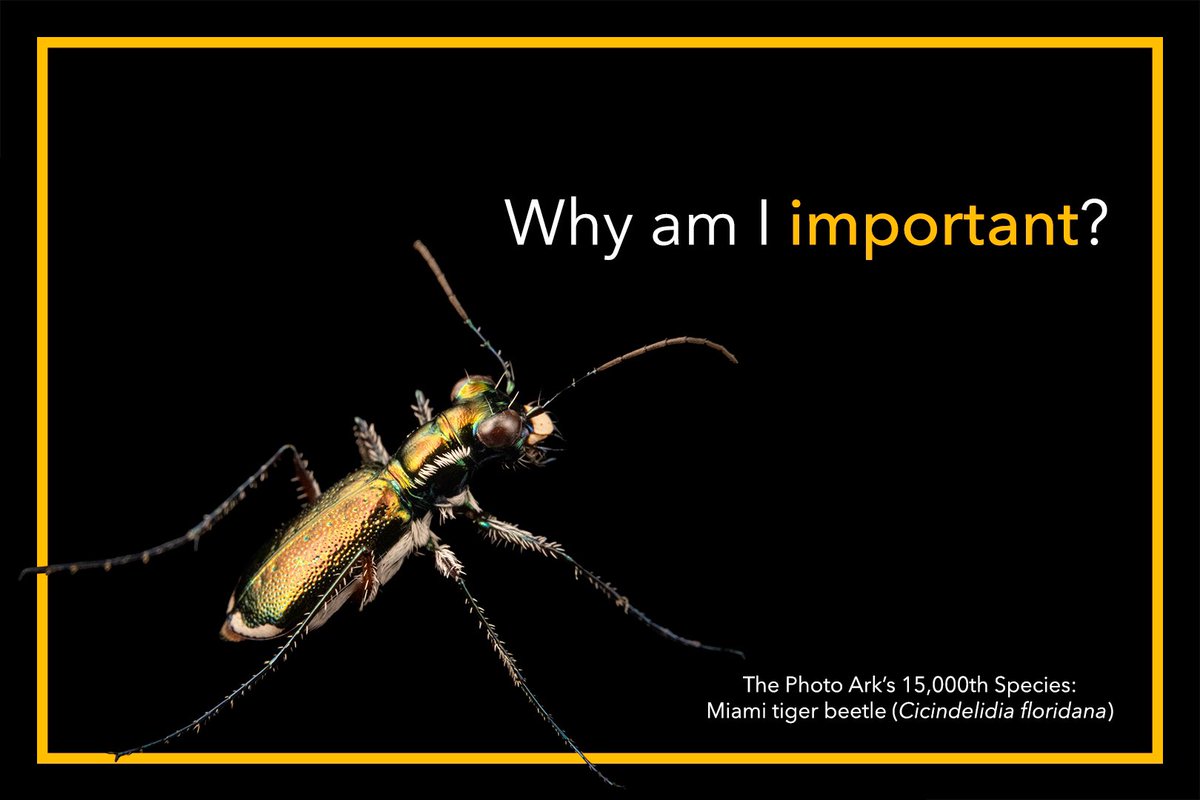 joelsartore's tweet photo. I am thrilled to introduce the 15,000th species to join the Photo Ark - the Miami tiger beetle. Swipe and click the link to learn more about this incredible species I photographed at Pine Rocklands.

https://t.co/puTHO2UMER https://t.co/Vq0XcVb5zY