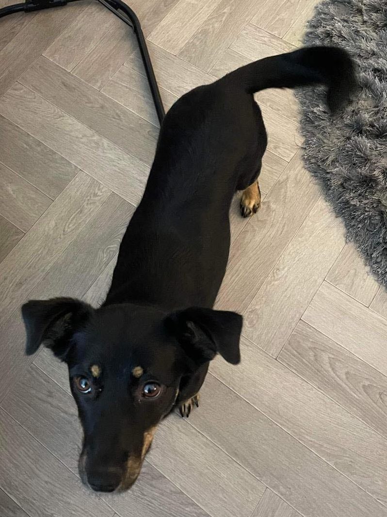 rescuedoggypaws's tweet image. If there are any fosters out there who can look after Mila and let her be, please do get in touch with Final Stop . finalstoprescue.co.uk/adoption-form/        #Glasgow @Glasgow_Live  #Hamilton #NewLanark #Clydebank #EastKilbride