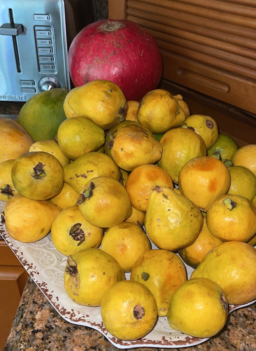 AbudBakri's tweet image. Hit the fall fruit jackpot

Not as sweet as summer fruit (by design) but still good

Just as we receive less sunlight in the fall/winter, so too do the plants. And the sweetness decreases

Pay attention

There’s a light barcode across all things ☀️