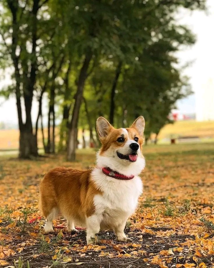 IT'z Corgi Lovers Unity(USA) (@mycorgiunity) on Twitter photo 