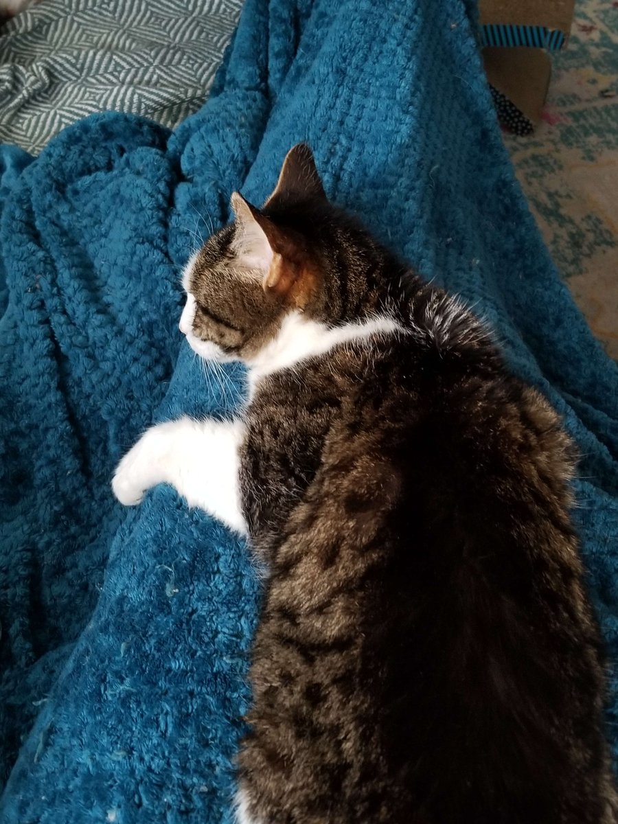 jest animating tweet media