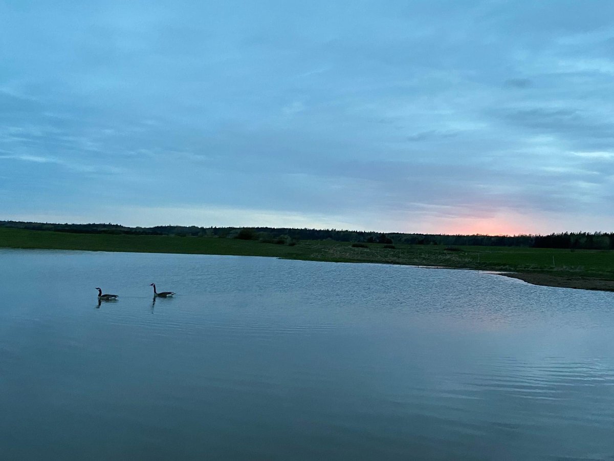 Here’s a glimpse into a small marsh construction project we completed on a dairy farm in Memramcook, NB. The area was originally a wet and unproductive field. After berming and excavation there is now a small wetland in its place. It didn’t take long for wildlife to move in!