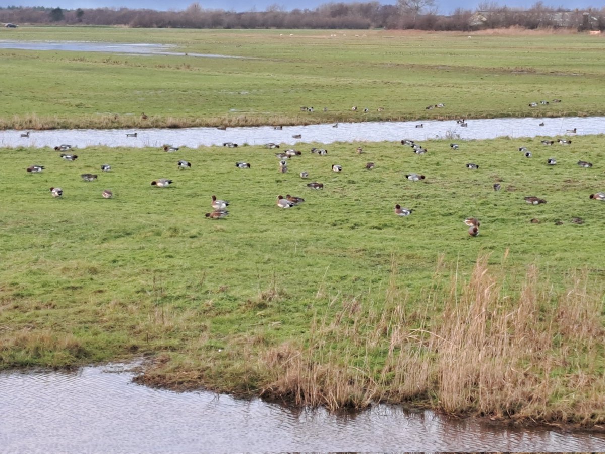 LCSEA's tweet photo. Via #Waalenburg, via #DrijversvogelweidDeBol, via #Vogelboulevard naar huis! π @NMTexel #Texel #smient #natuurmonumenten https://t.co/3NFLqJKqKW