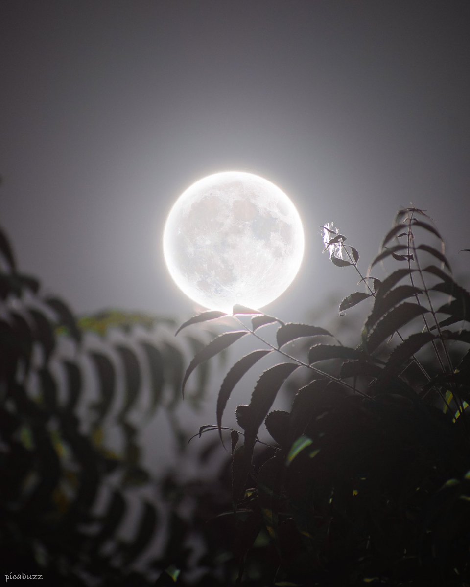 picabuzz's tweet image. Full Beaver Moon 
#moon #fullmoon #MoonHour  #Elonmusk #picabuzz