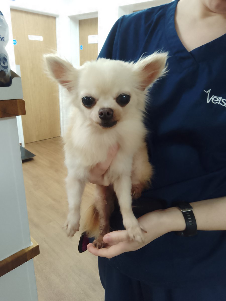 AdoptionsUk's tweet photo. Please retweet to HELP FIND THE OWNER OR A RESCUE SPACE FOR THIS STRAY DOG FOUND #GODALMING #WAVERLEY #GU7 #SURREY #UK Female Chihuahua, chip not registered, found 19 November. Now in a council pound, she could be missing or stolen from another area.
Please share widely to help her get home 🐶
DETAILS👇
https://t.co/gvko0pjw8t
Not for adoption, proof of ownership required.
f a rescue has space, can you contact SDK council pound in the link above asap. A dog in a council pound can be euthanised after 7 days if local rescue shelters are full.
@GMB @susannareid100 @lorraine @NickDixonITV @BBCNews @itvnews @SkyNews @EamonnHolmes @thismorning @StormHuntley #dogs #pets #London #Guildford #Epsom
