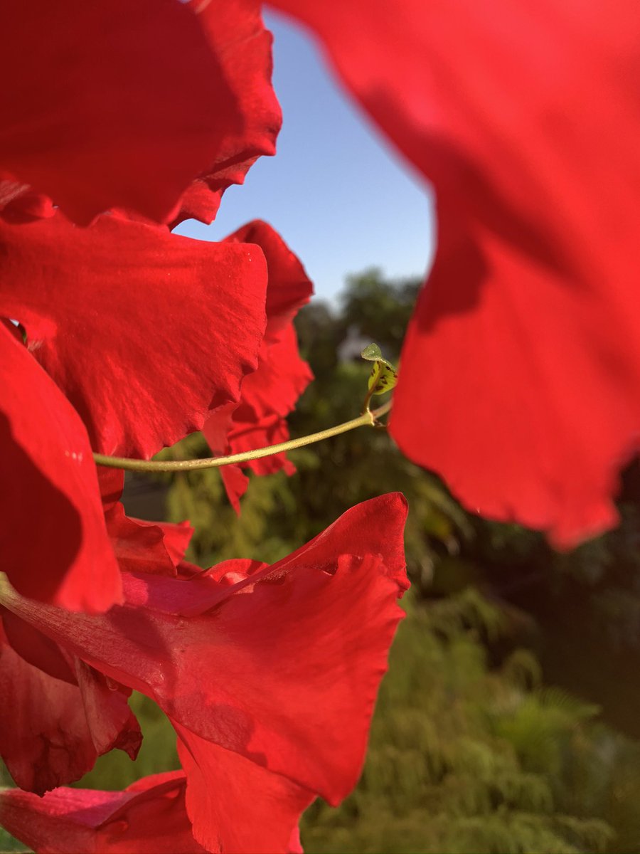 TodGranger1's tweet photo. #Nature #Color #Red23 🌞🌞~ https://t.co/wtRTnDyxYX