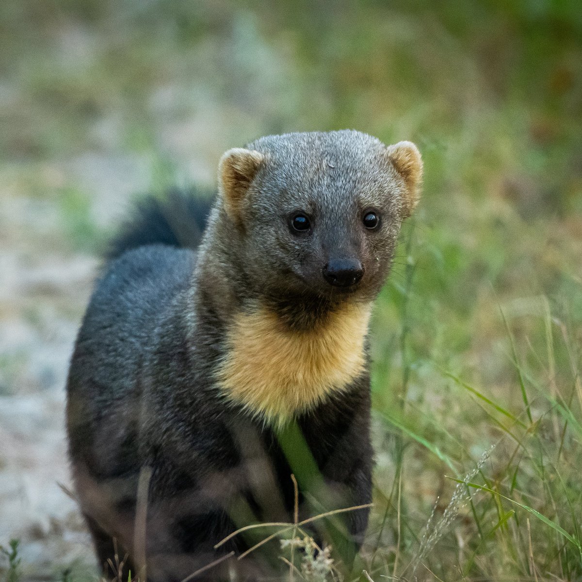yluux's tweet photo. 🦦Tayra (Eira barbara) visto atravesando un sendero  en la zona del Centro de Investigación del Chaco Americano, en el distrito de Cerrito, en el dpto de Pte Hayes del chaco paraguayo. https://t.co/EARk57YjQe