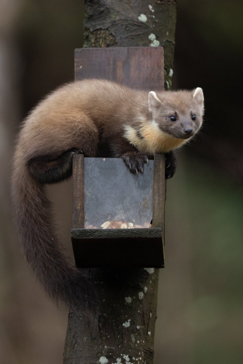 An evening visitor to the garden #PineMarten