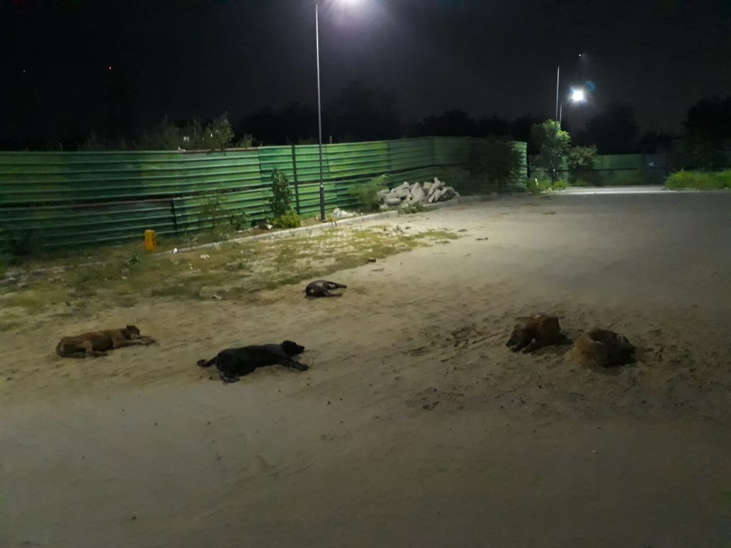 Bharat city society Ghaziabad mein 100 se bhi jyada Street dogs hai jiski vajah se bacchon mein khauf aur dar ka mahaul hai. main Ghaziabad authority se request Karti hun is per kuchh thos kadam uthae <a href="/gdagzb/">GDA Ghaziabad</a> <a href="/AMRUTCityGzb/">Ghaziabad Nagar Nigam</a> <a href="/nkgurjar4bjp/">Nand Kishor Gurjar</a> <a href="/Gen_VKSingh/">Gen VK Singh</a> <a href="/dm_ghaziabad/">DM Ghaziabad</a> <a href="/CMOfficeUP/">CM Office, GoUP</a>