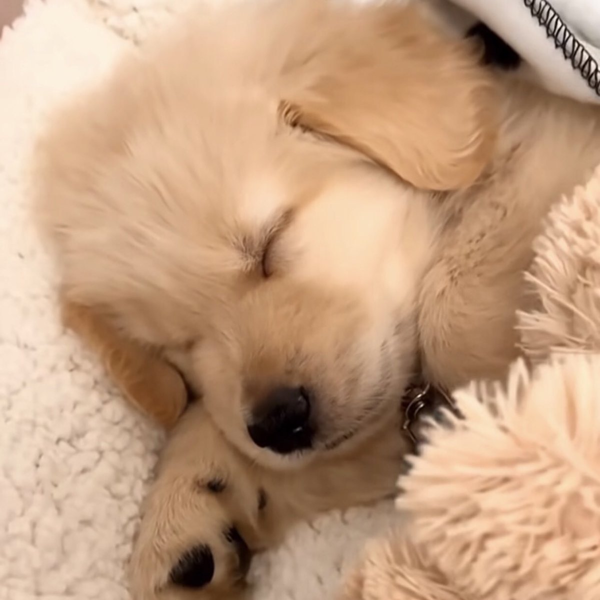 takemybear 🐶 tweet media