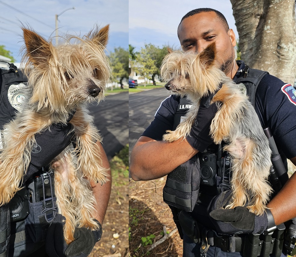 FOUND DOG: Do you recognize this male Yorkie who was located near NW 219th Ave & NW 6th Ct? He has no identifying tag or microchip. He was placed in our East PD kennels while we look for his owners. Please contact our Animal Assistance Program at 954-431-2200 if he is yours.