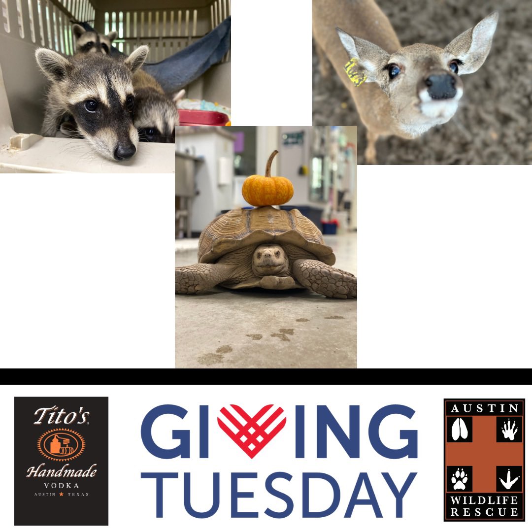 AustinWildlifeRescue (@wildlifeinatx) on Twitter photo It’s #GivingTuesday! Thanks to the generosity of <a href="/titosvodka/">TitosVodka</a> ,your money counts TWICE AS MUCH for the first $5,000 donated starting NOW! Our own Tito the Tortoise wanted to join in on all the Tito fun!You can donate through our website, PayPal or Venmo (Austin-Wildlife-Rescue). It’s #GivingTuesday! Thanks to the generosity of <a href="/titosvodka/">TitosVodka</a> ,your money counts TWICE AS MUCH for the first $5,000 donated starting NOW! Our own Tito the Tortoise wanted to join in on all the Tito fun!You can donate through our website, PayPal or Venmo (Austin-Wildlife-Rescue).